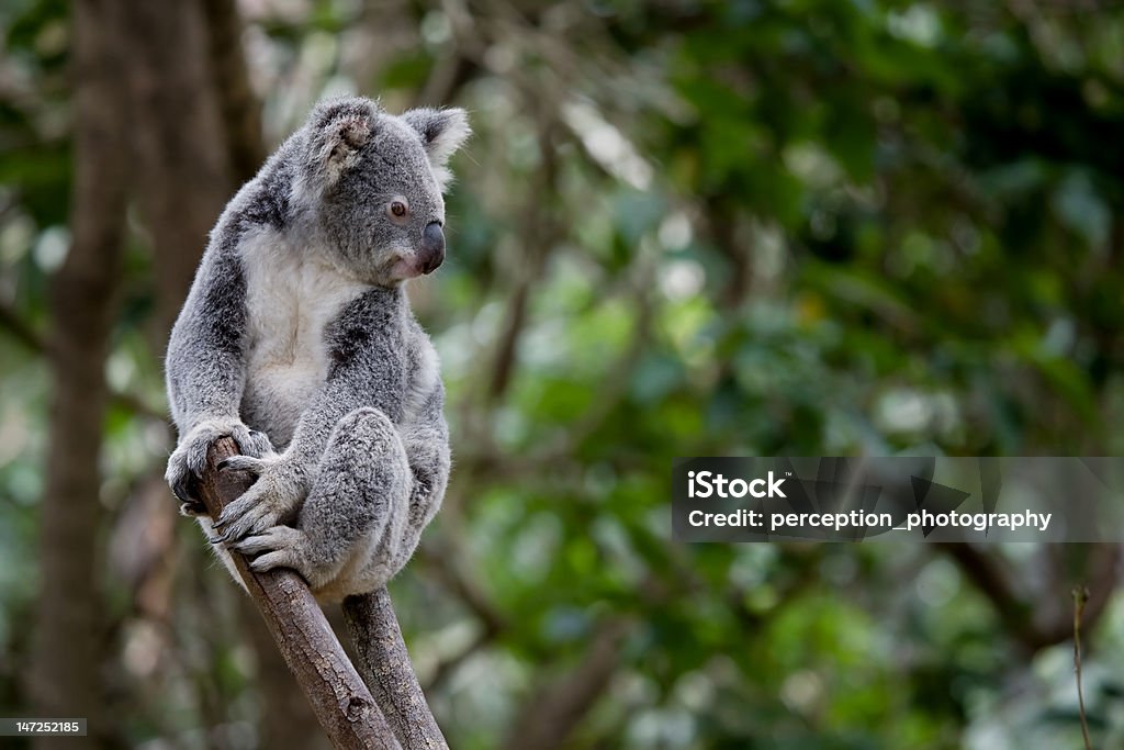 Koala - Foto stock royalty-free di Koala