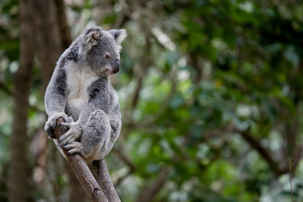 Koala Australian Koala bear resting in a eucalyptus tree koala tree stock pictures, royalty-free photos & images