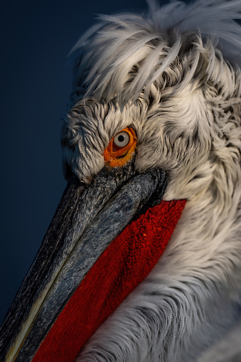 Close-up of Dalmatian pelican face and bill