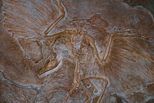 Dinosaur skeleton over white isolated background.