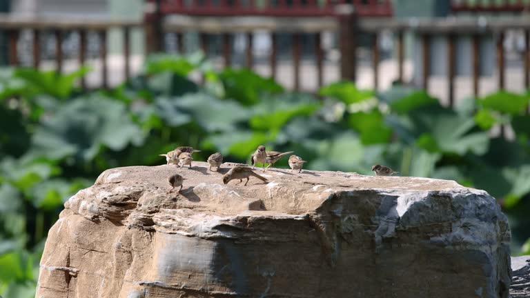 Sparrows on Stone