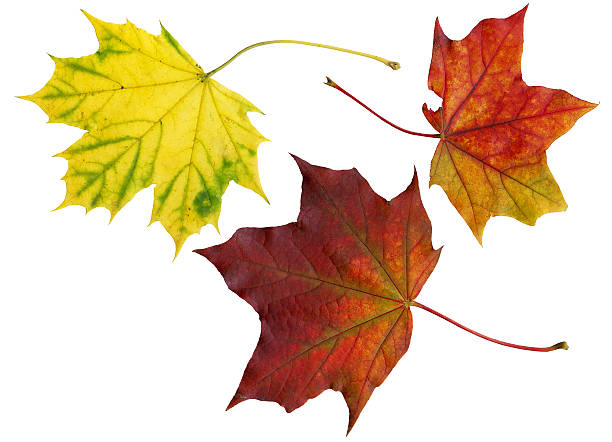 istock High quality scanned leaves of maple (Acer) 147252342