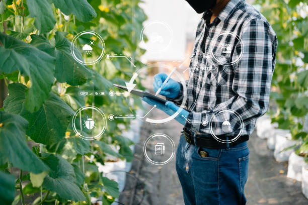 istock Smart farmer using application by tablet concepts modern vegetables and tomato at greenhouse. and visual icon. 1472523462