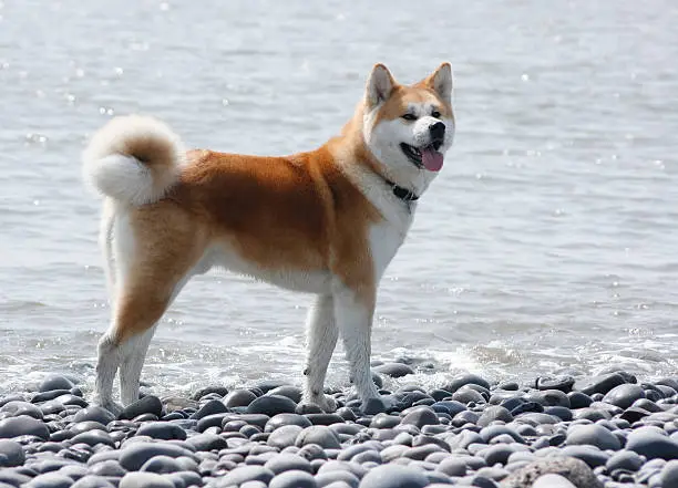 A stunning pedigree red/white Japanese Akita Inu (not Akita) enjoying a day at the beach. If you can spare a minute to tell me how my photo will be used I will be very grateful.