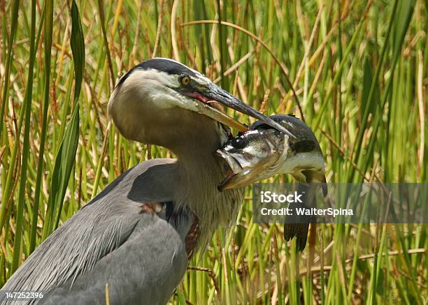 Foto de Garçaazulgrande Com Pesca Do Largemouth Bass e mais fotos de stock de Animais caçando - Animais caçando, Exterior, Fauna Silvestre