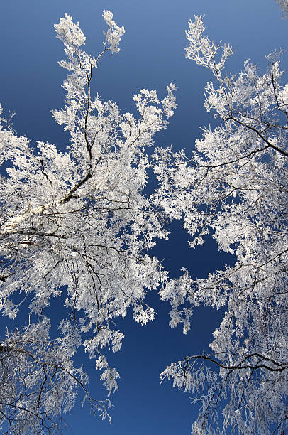 winter trees stock photo