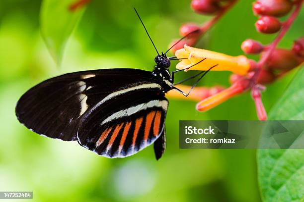 Tecla De Piano Borboleta - Fotografias de stock e mais imagens de Animal - Animal, Animal selvagem, Ao Ar Livre