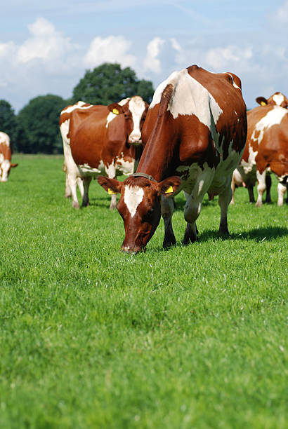 istock Grazing Red Holstein cow between the herd. 147252595