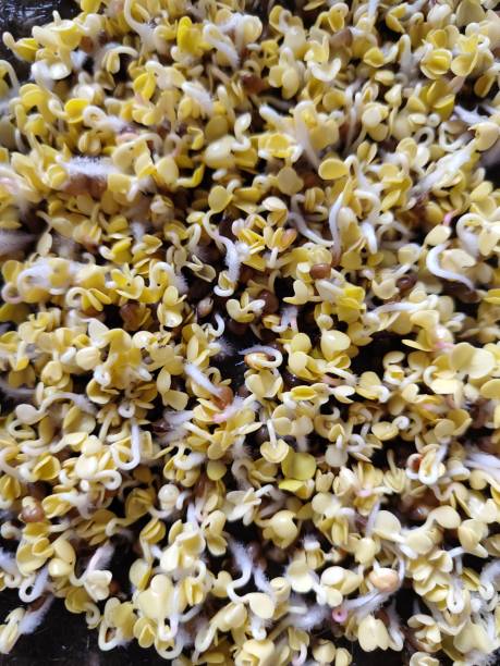 istock Seeds radish sprouts microgreens Cruciferous 1472526069