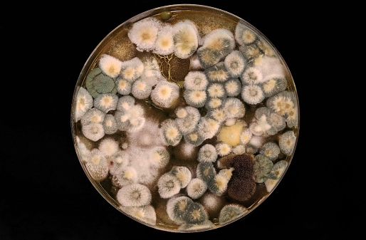 Microbiology. Petri dish with a culture of different fungi isolated from the soil. Infectious diseases.