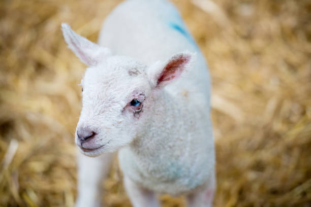 istock White lamb standing in a lambing pen looking around during the springtime in the UK 1472526630