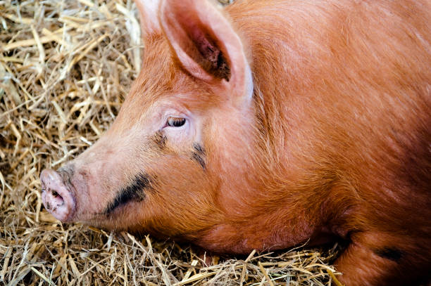 istock Oxford Sandy Pigs in a farm yard 1472526710