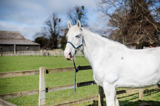 A magnificent white horse leisurely grazing on the lush, green meadow next to the farmhouse, under the clear blue sky, enjoying a serene and peaceful moment in the countryside on a sunny day.