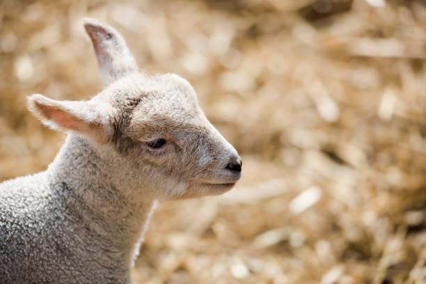 istock Lamb basks in the sun in a farmyard among the straw 1472526834