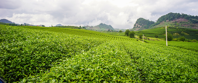 Green tea field in Moc Chau, Vietnam. Moc Chau Plateau is known as one of the most attractive tourists destination in Northern Vietnam.