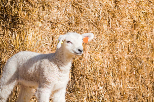 White lamb standing in a lambing pen looking around during the springtime on a farm during lambing season in the UK