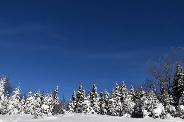 Un ciel bleu Une forêt givré sous un ciel bleu, Sainte-Apolline, Québec, Canada ciel bleu stock pictures, royalty-free photos & images