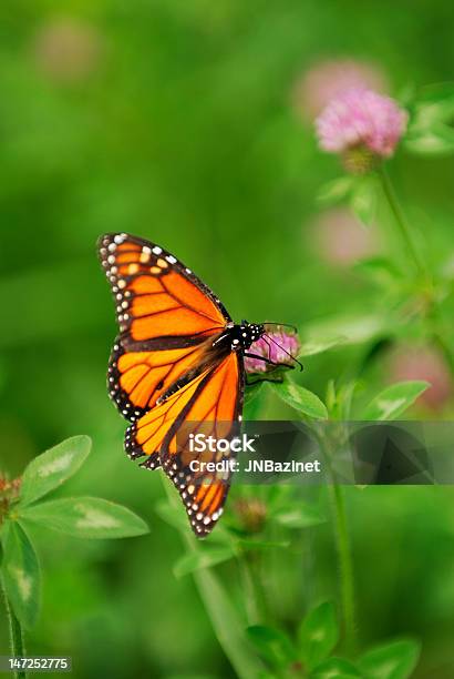 A Close Up Photograph Of An Orange Butterfly On A Flower Stock Photo - Download Image Now