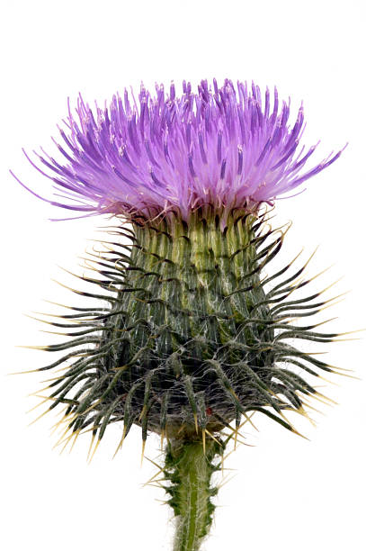 flower a schAne DistelblAte Scottish Thistle stock pictures, royalty-free photos & images