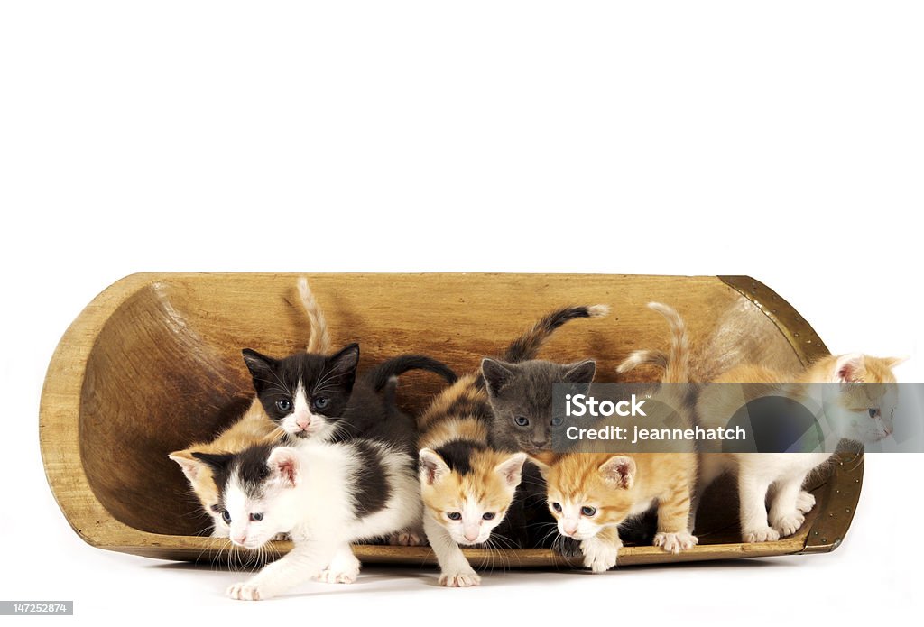 Off e l'esplorazione - Foto stock royalty-free di Animale