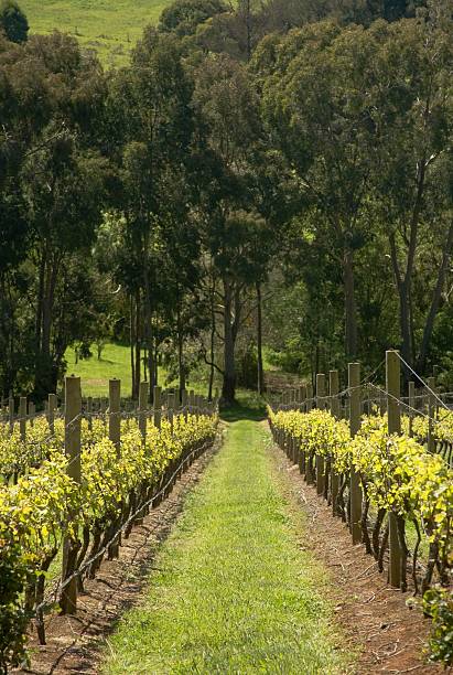 istock Grapevines on Mornington Peninsula 147252919