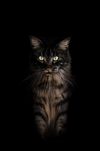 Portrait of an American Longhair, Maine Coon cat with a black background, negative space, copy space, minimalism