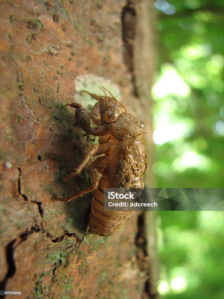 Shell On Tree Cicada Shell On A Tree Stock Photo - Download Image Now - Cicada ...