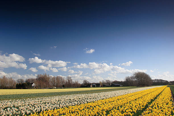 istock Field of daffodils 147253019