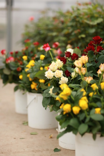 Beauty in nature - boquets of multi colored roses in pots