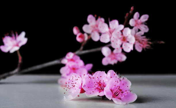 istock sakura blossom branch on a black background 1472532399