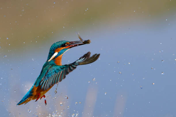 istock Kingfisher fishing 1472533633