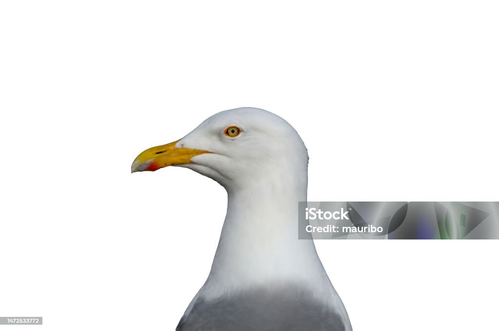 Herring gull on white background Animal Stock Photo
