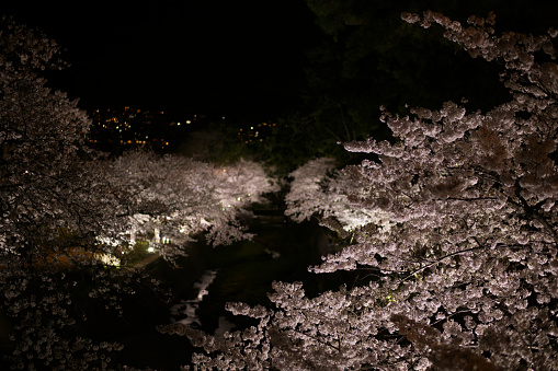 Cherry tree at night.