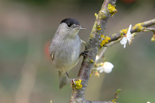 Cinereous Tit posing on a twig