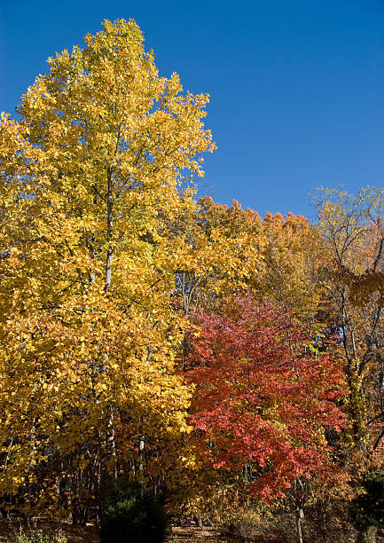 istock Fall Foliage in Golden Color 147253406