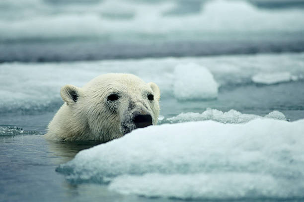 istock Polar bear swimming in ice floe 147253415