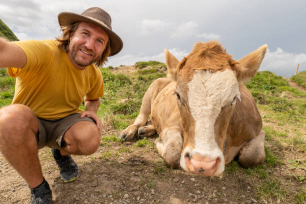 homem caminhante tira selfie com uma vaca nas montanhas, conceito de humor divertido - farmer color image photography switzerland - fotografias e filmes do acervo