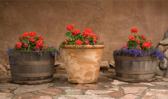 Barrels full of planted red geraniums sitting on a flagstone patio.