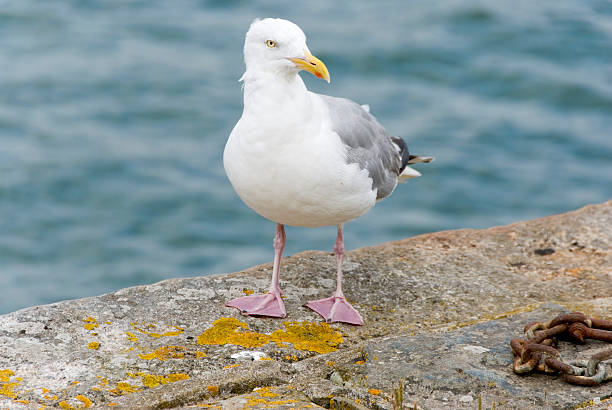 Seagull stock photo