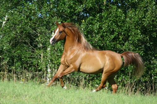 Arabian horse running with flying mane