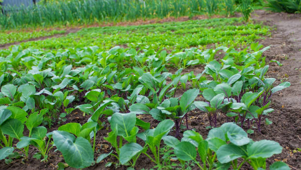 庭のベッド。セレクティブフォーカス - vegetable garden vegetable high angle view weeding ストックフォトと画像