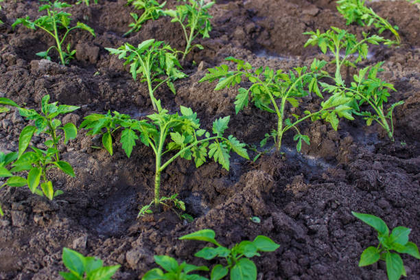 庭のベッド。セレクティブフォーカス - vegetable garden vegetable high angle view weeding ストックフォトと画像