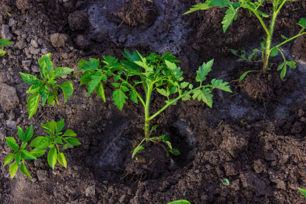 庭のベッド。セレクティブフォーカス - vegetable garden vegetable high angle view weeding ストックフォトと画像