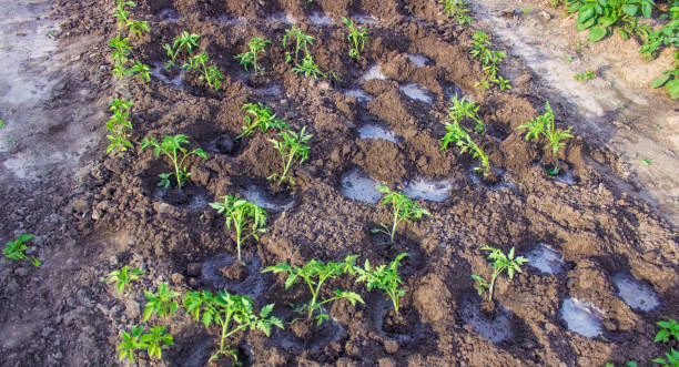 庭のベッド。セレクティブフォーカス - vegetable garden vegetable high angle view weeding ストックフォトと画像