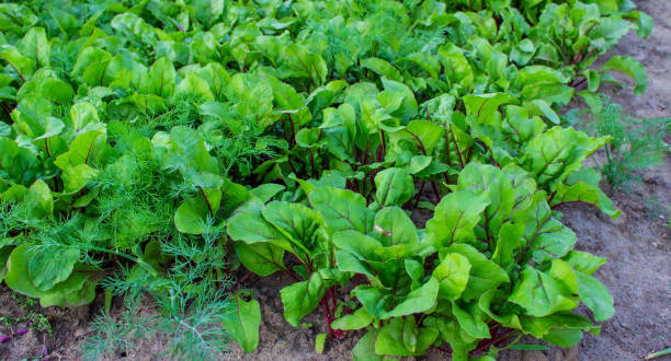 庭のベッド。セレクティブフォーカス - vegetable garden vegetable high angle view weeding ストックフォトと画像