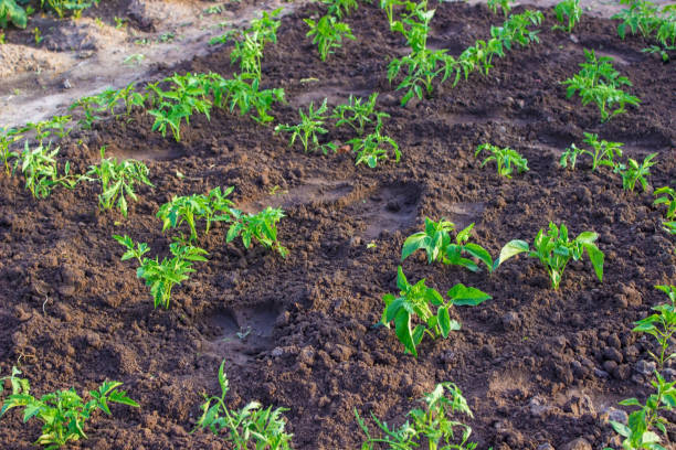 庭のベッド。セレクティブフォーカス - vegetable garden vegetable high angle view weeding ストックフォトと画像