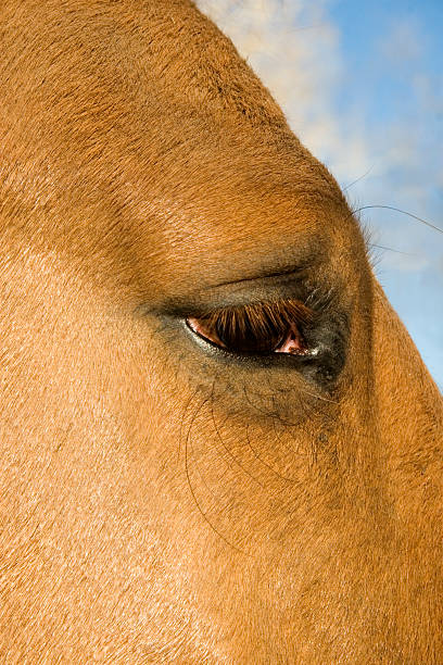 Ojo de caballos - foto de stock