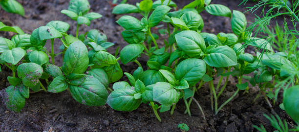 庭のベッド。セレクティブフォーカス - vegetable garden vegetable high angle view weeding ストックフォトと画像