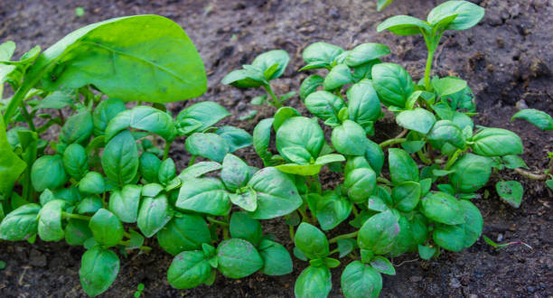 istock beds in the garden.Selective focus 1472538178