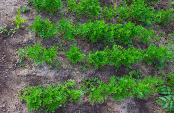 庭のベッド。セレクティブフォーカス - vegetable garden vegetable high angle view weeding ストックフォトと画像